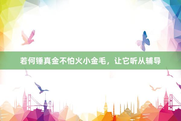 若何锤真金不怕火小金毛，让它听从辅导